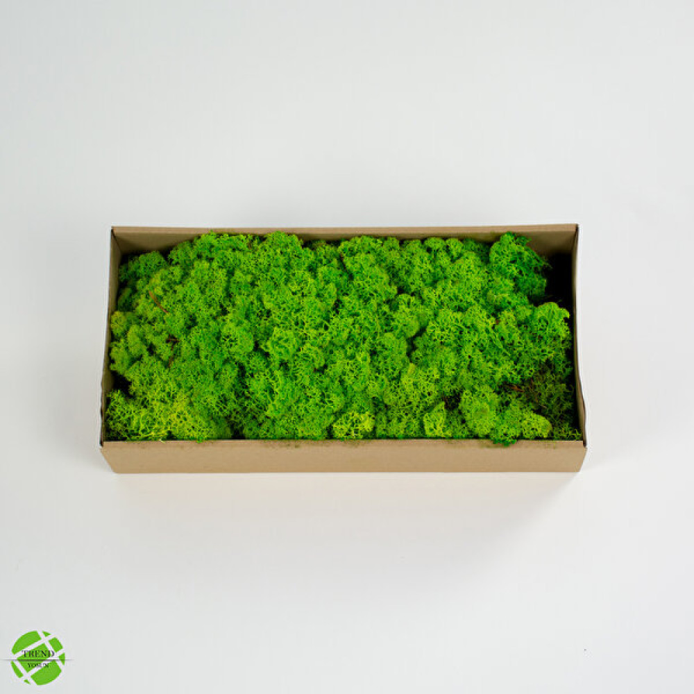 Trend Bahçe Reindeer Moss Spring Green Şoklanmış Norveç Yosunu Bitki Fiyatı