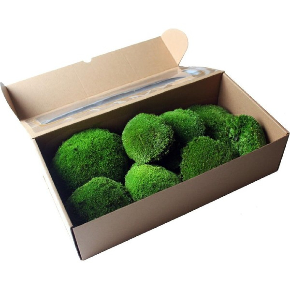 Trend Bahçe Top Yosun Şoklanmış ort.500 Gr. Ballmoss Yosun Bitki Fiyatı