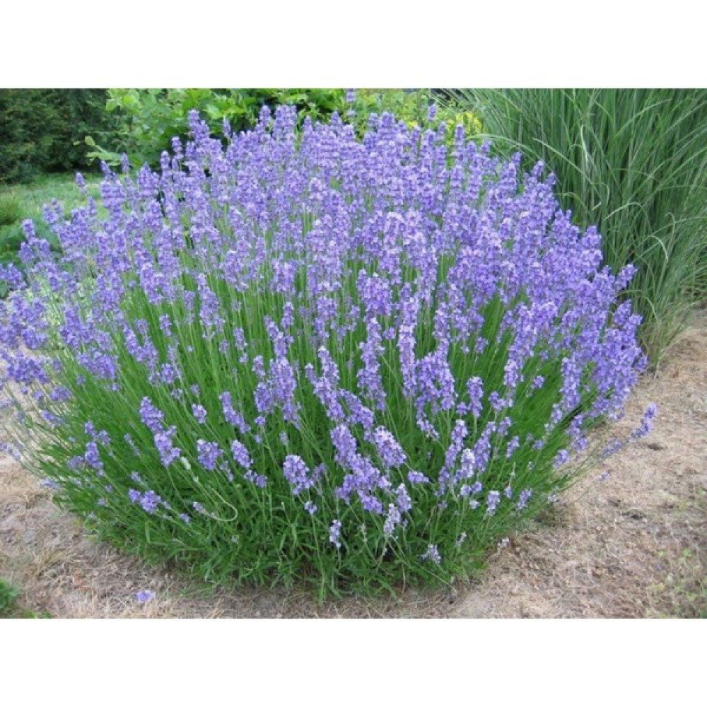 Tropikal Antalya 15 Adet Lavanta Açık Kök Angustifolia Fidanı Fidesi Klbr1 Oto Boyaları Fiyatı