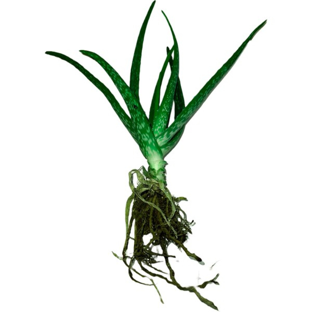 Tropikalaiye Aloe Vera Bitkisi Fidanı, 1 Adet Saksısız Köklü 15-20 cm Bitki Fiyatı
