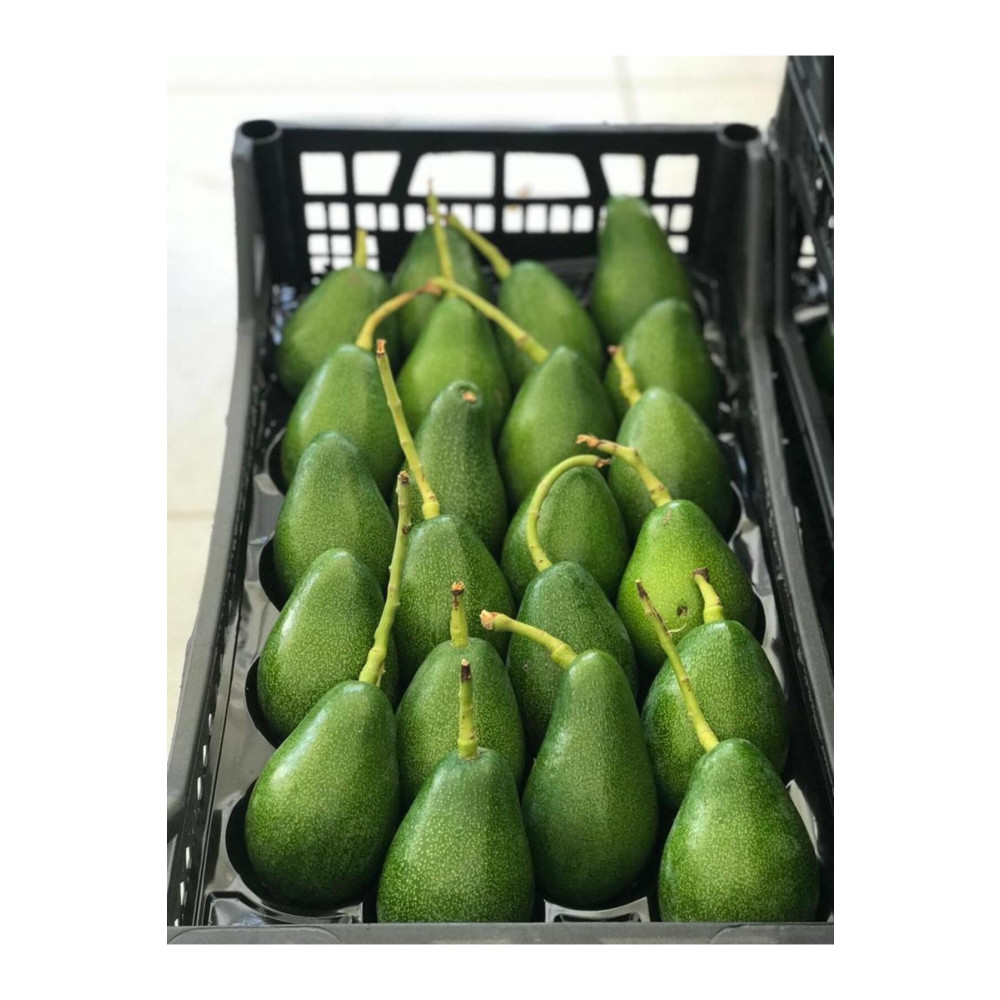 TROPİKAR Avokado 1 kg Meyve Fiyatı