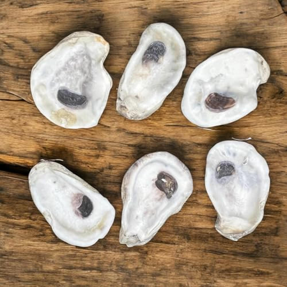 Tumbler Home Oyster Shells for Crafts, (6pcs) 3" - 4" Oyster Shells Bulk for DIY Crafting Decoupage, Christmas Ornaments, Wreaths, Weddings, Beach Décor Arts and Crafts, Farmed in USA
