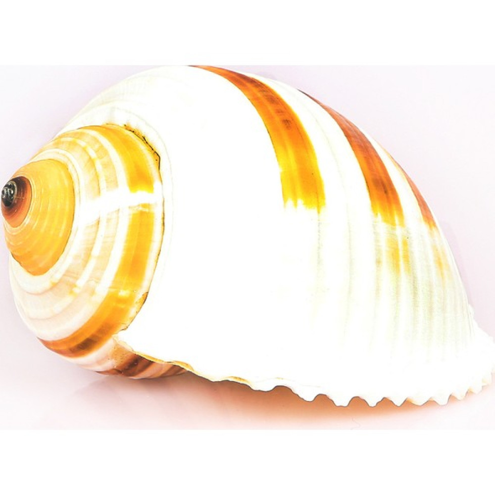 Tuna Sulcosa 3-4 Oto Boyaları Fiyatı