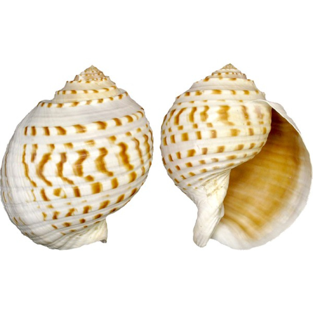 Tuna Tessellata 3" Oto Boyaları Fiyatı