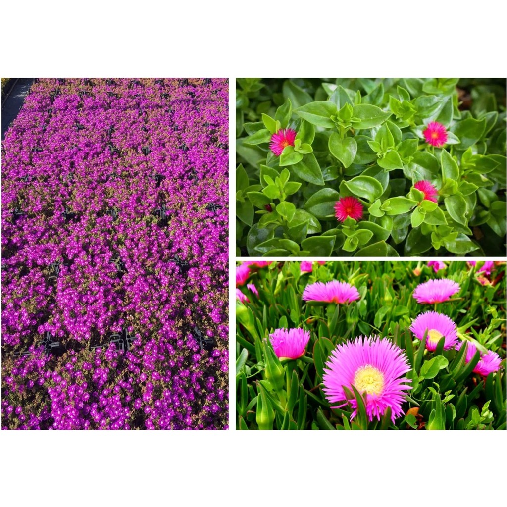 Tunç Botanik 30 ADET YER ÖRTÜCÜ BİTKİ SETİ (10 ACEM HALISI + 10 BUZ ÇİÇEĞİ + 1 Salon Halısı Fiyatı