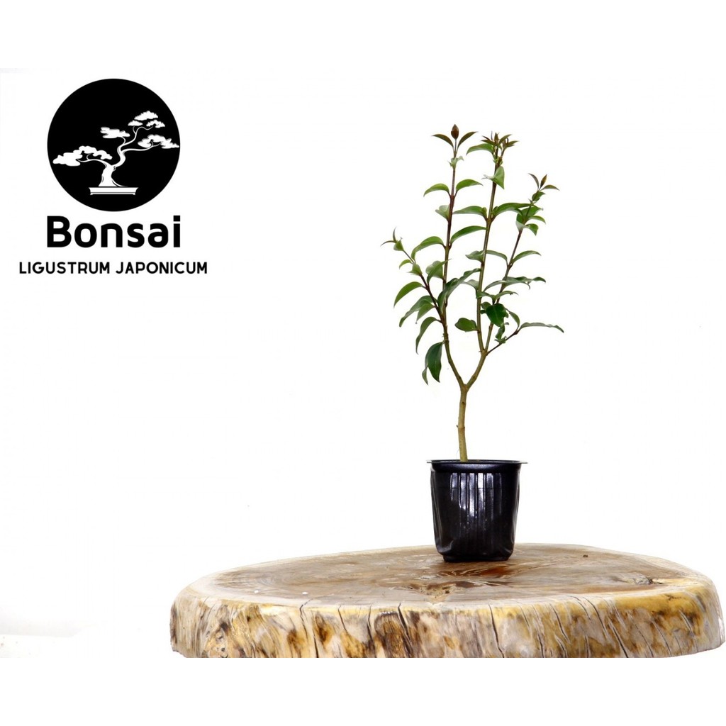 Tunç Botanik BONSAİ LİGUSTRUM JAPONİCUM - HEDİYELİK 25-30 cm SSD / Solid State Drive Fiyatı