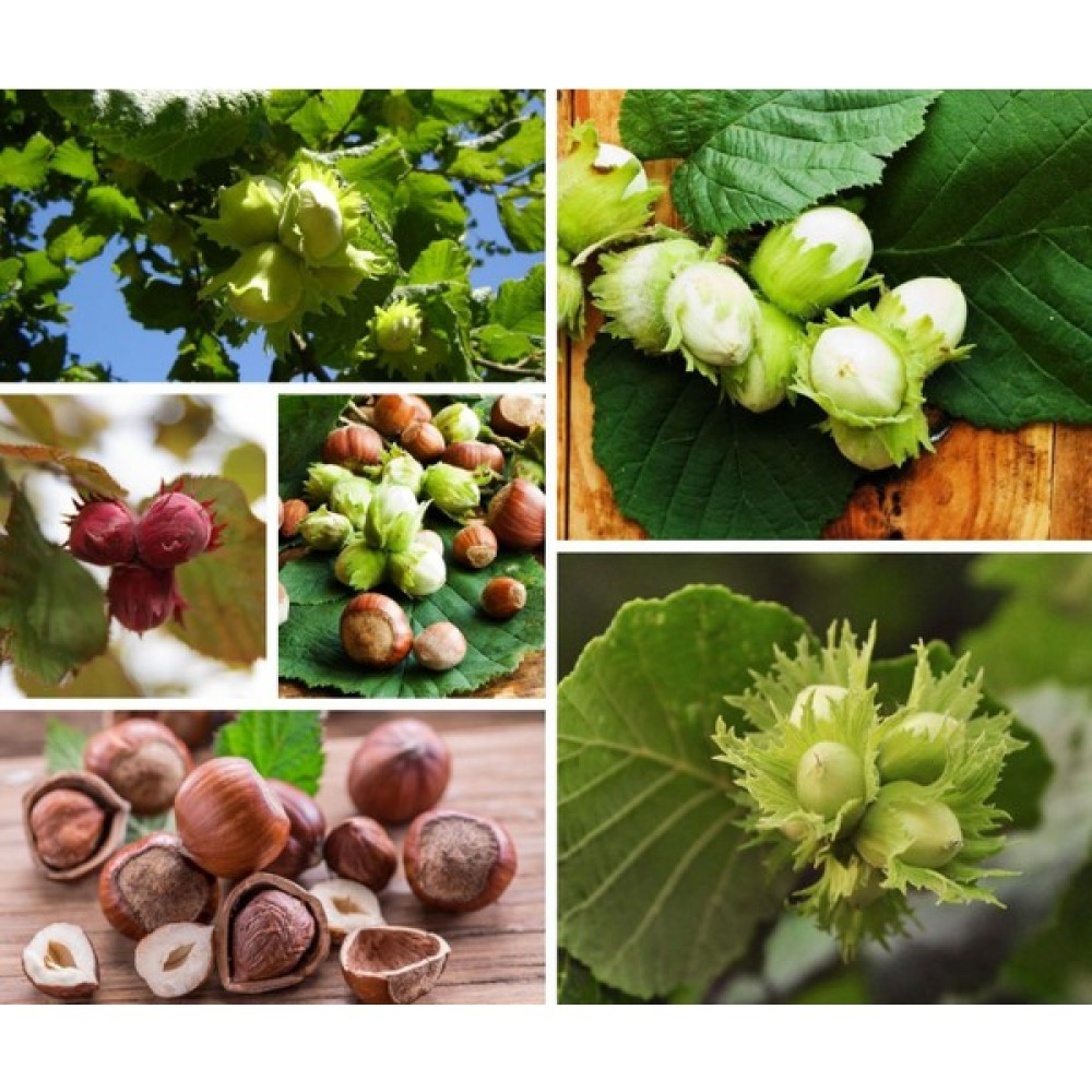 Tunç Botanik Fındık (Giresun ) Fidanı 3 Yaş Fidan Fiyatı