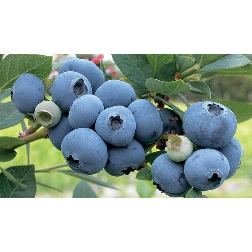 Tunç Botanik Yaban Mersini ( Blue Berry ) Fidanı Fidan Fiyatı