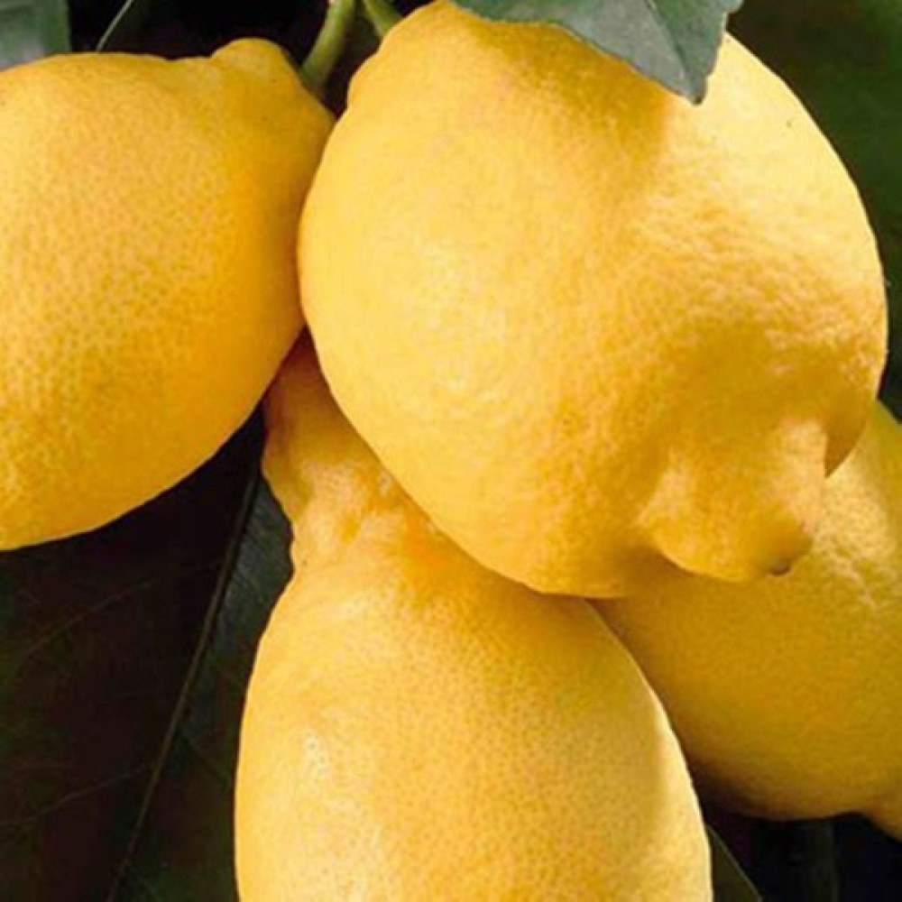 Tüplü Aşılı Bodur Saksılık Enterdonat Limon Fidanı 4 Yaş 80-100 Boy Fidan Fiyatı