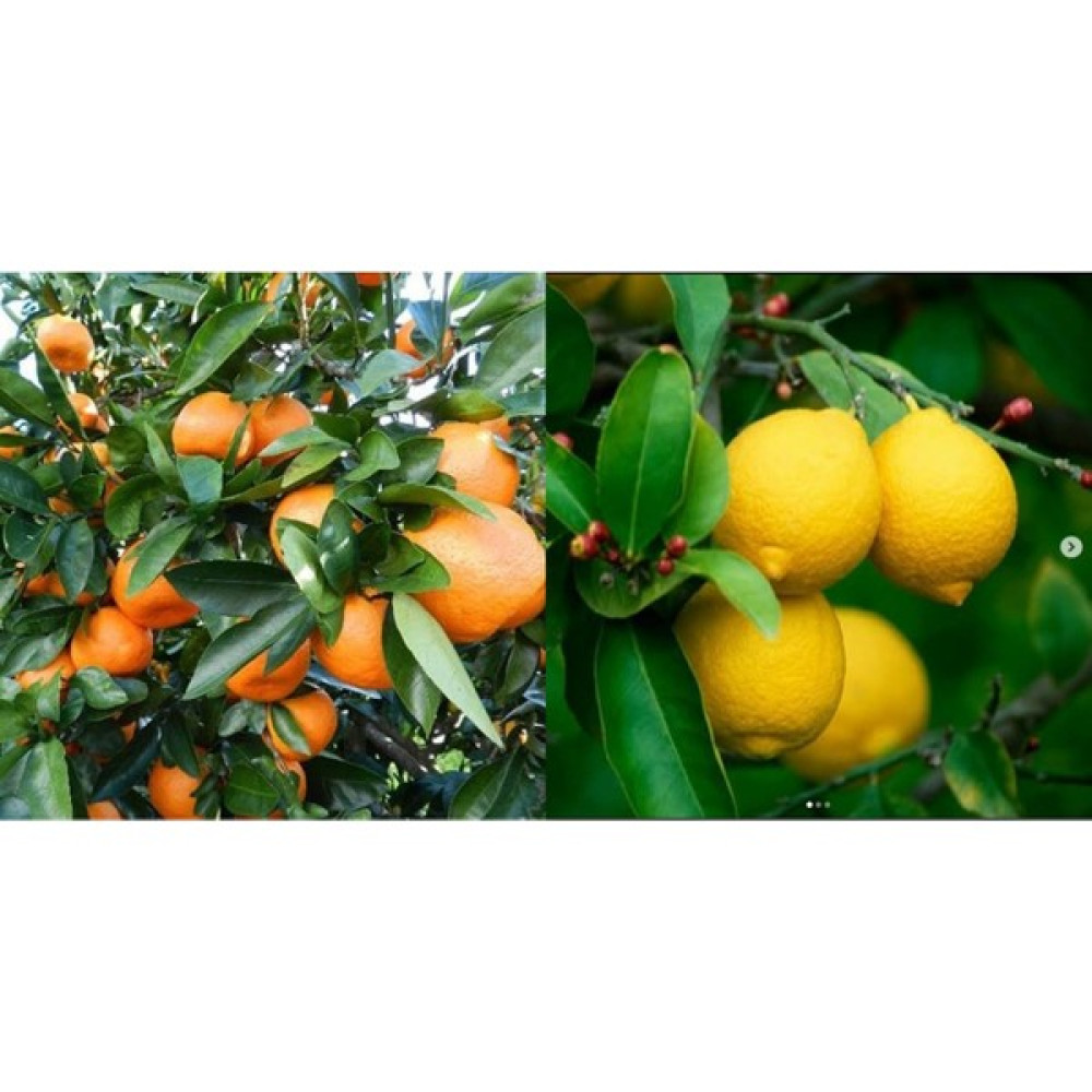 Tüplü Aşılı Bodur Yediveren Limon+Okitsu Mandalina Fidan Fiyatı