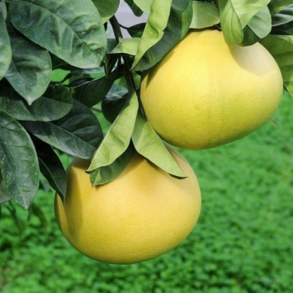 Tüplü Aşılı Içi Kırmızı Şadok Pomelo (Ağaç Kavunu) Yaş 2 Boy 90-110 cm Fidan Fiyatı
