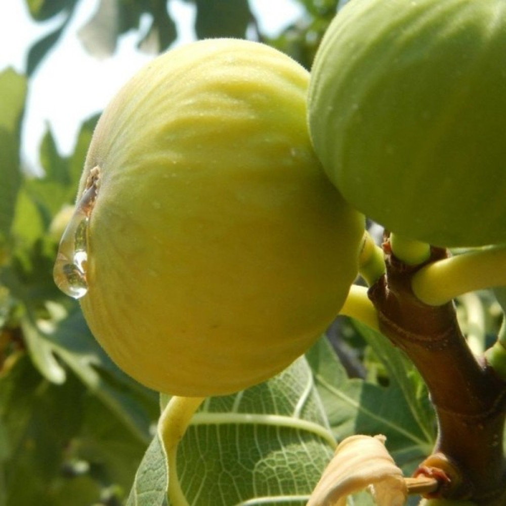 Tüplü Ballı Beyaz Lob Incir Fidanı Fidan Fiyatı