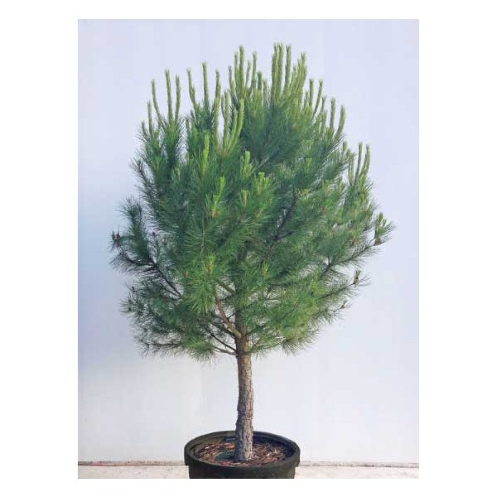 Tüplü Fıstık Çam Fidanı Boy 70-100CM Fidan Fiyatı
