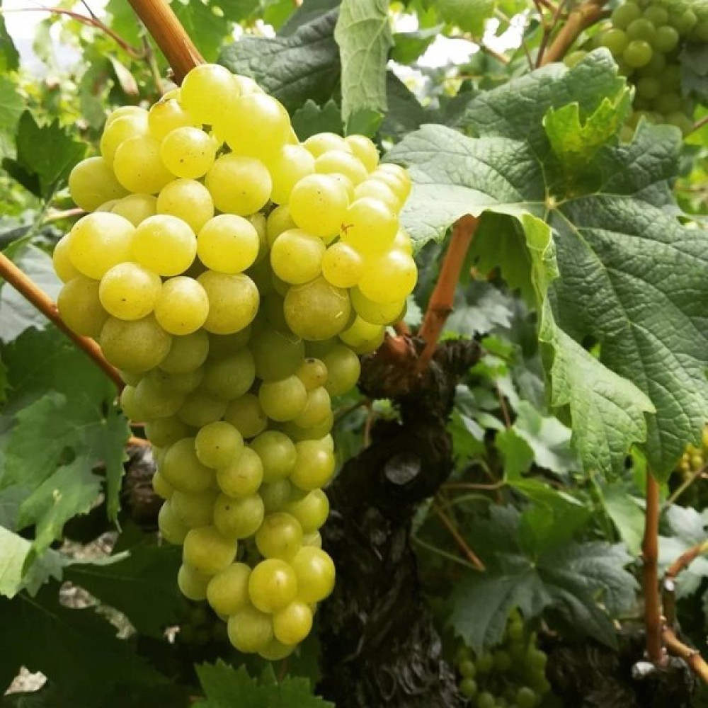 Tüplü Iri Taneli Aromatik Tarsus Beyazı Üzüm(Asma-Bağ) Fidanı Fidan Fiyatı