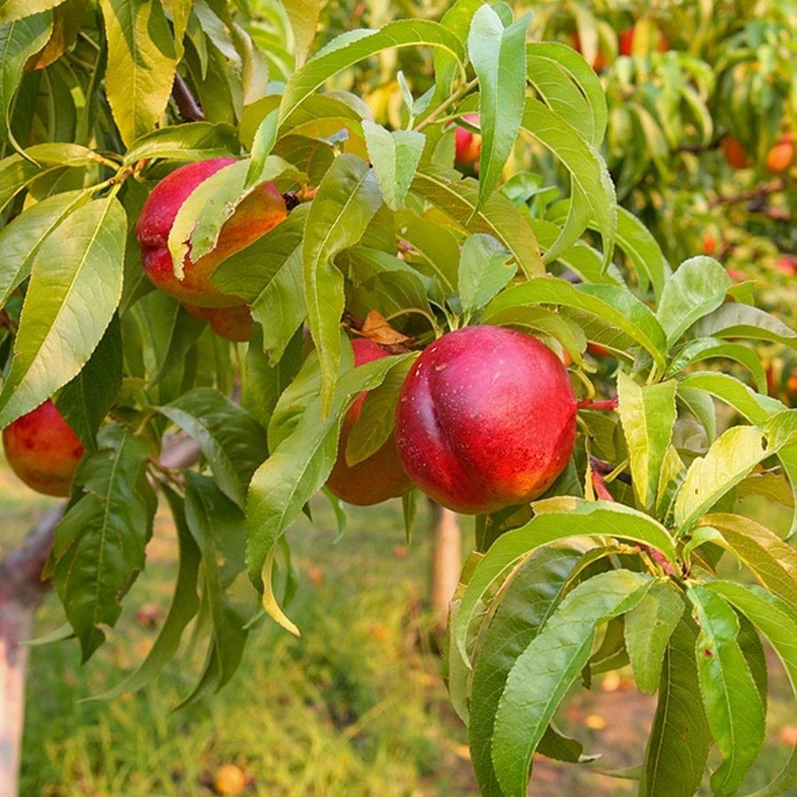 Tüplü Lezzetli Amiga Nektarin Fidanı Diğer Fiyatı