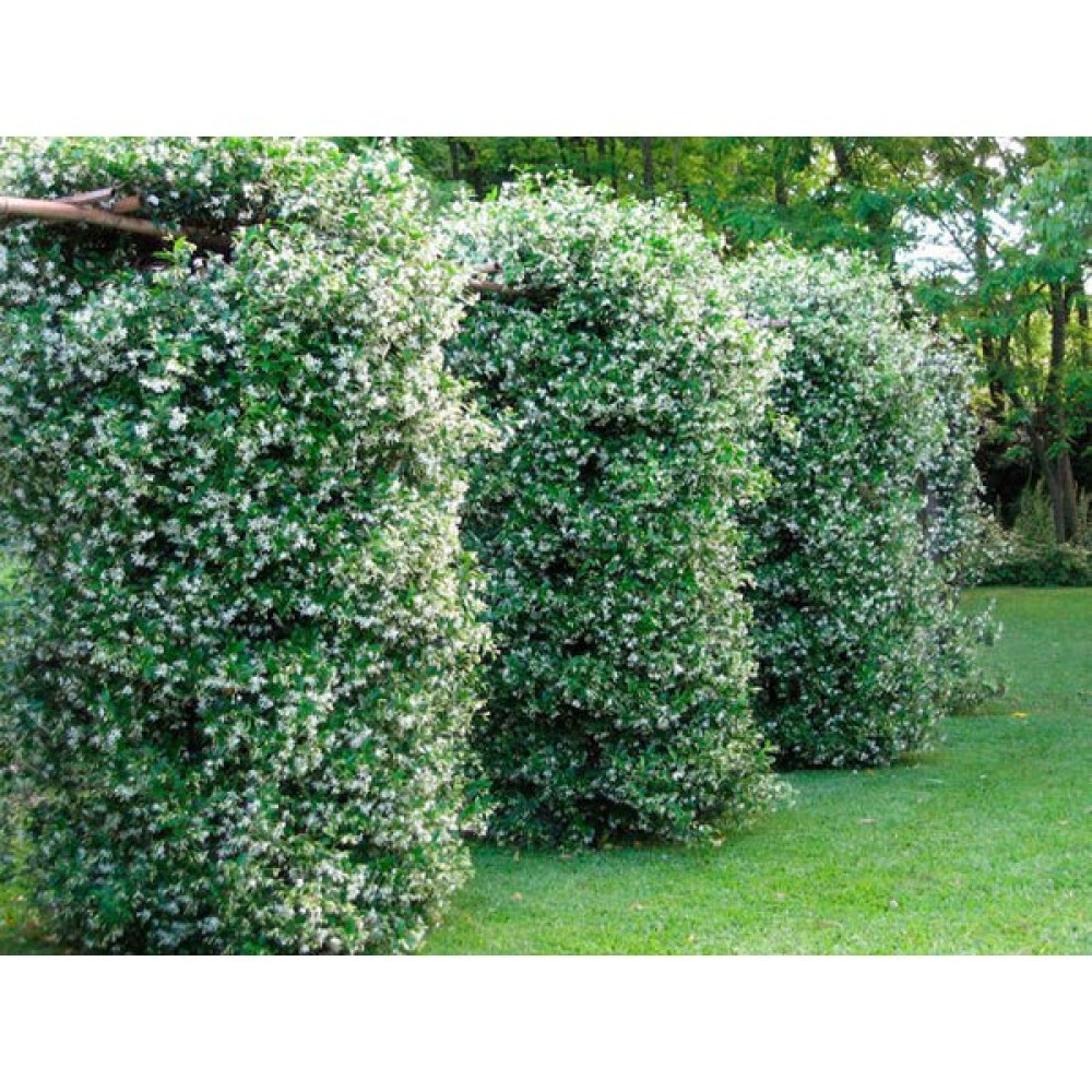 Tüplü, Mis Kokulu Arap Yasemini Rhyncospermum Jasminoides Türü, 40-50 Cm. Boyunda Oto Boyaları Fiyatı