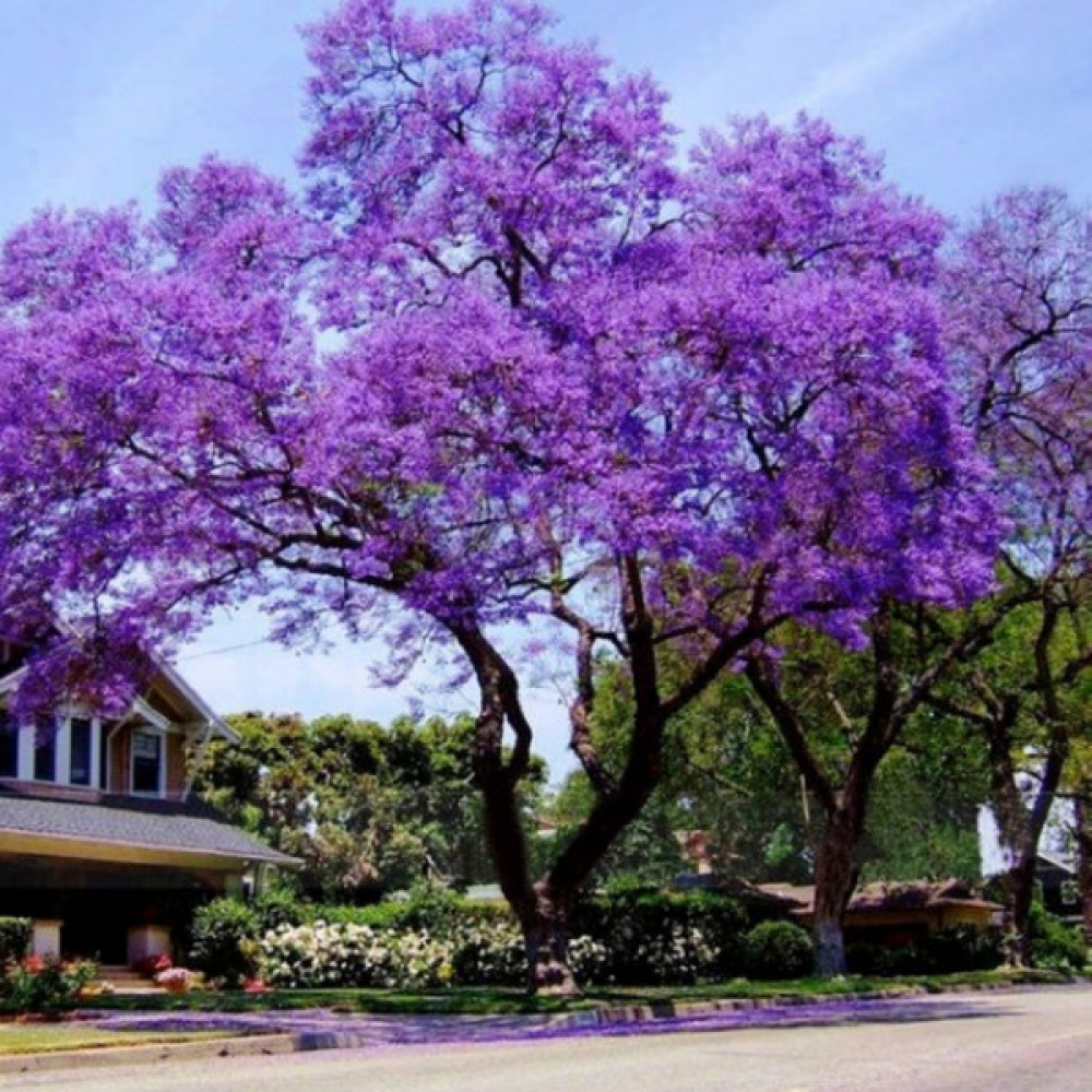 Tüplü Mor Çiçekli Yoğun Kokulu Paulownia Ağacı Fidanı(20-40 Cm) 100 Adet - yok Fidan Fiyatı
