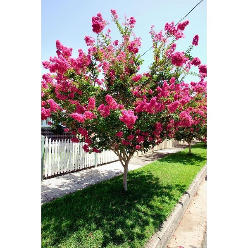 Tüplü Pembe Kokulu Oya Ağacı Fidanı Bitki Fiyatı