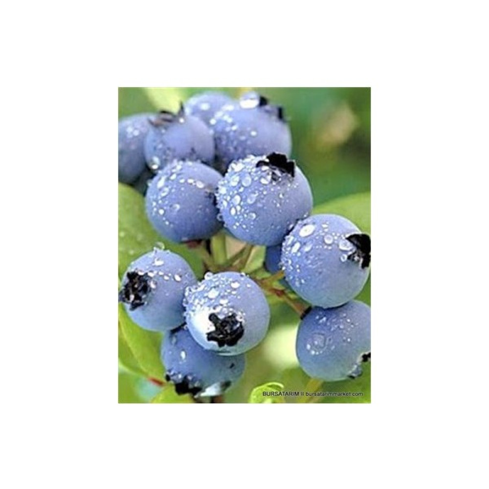 Turkuaz Fidancılık Blue Gold Yaban Mersini (Blueberry) Fidanı Fidan Fiyatı