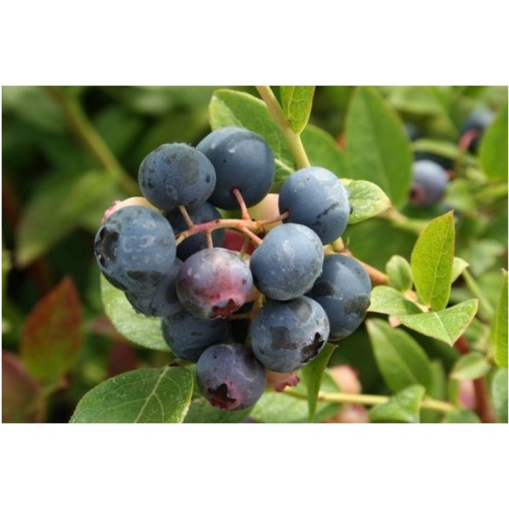 Turkuaz Fidancılık Brigetta Yaban Mersini (Blueberry) Fidanı Oto Boyaları Fiyatı