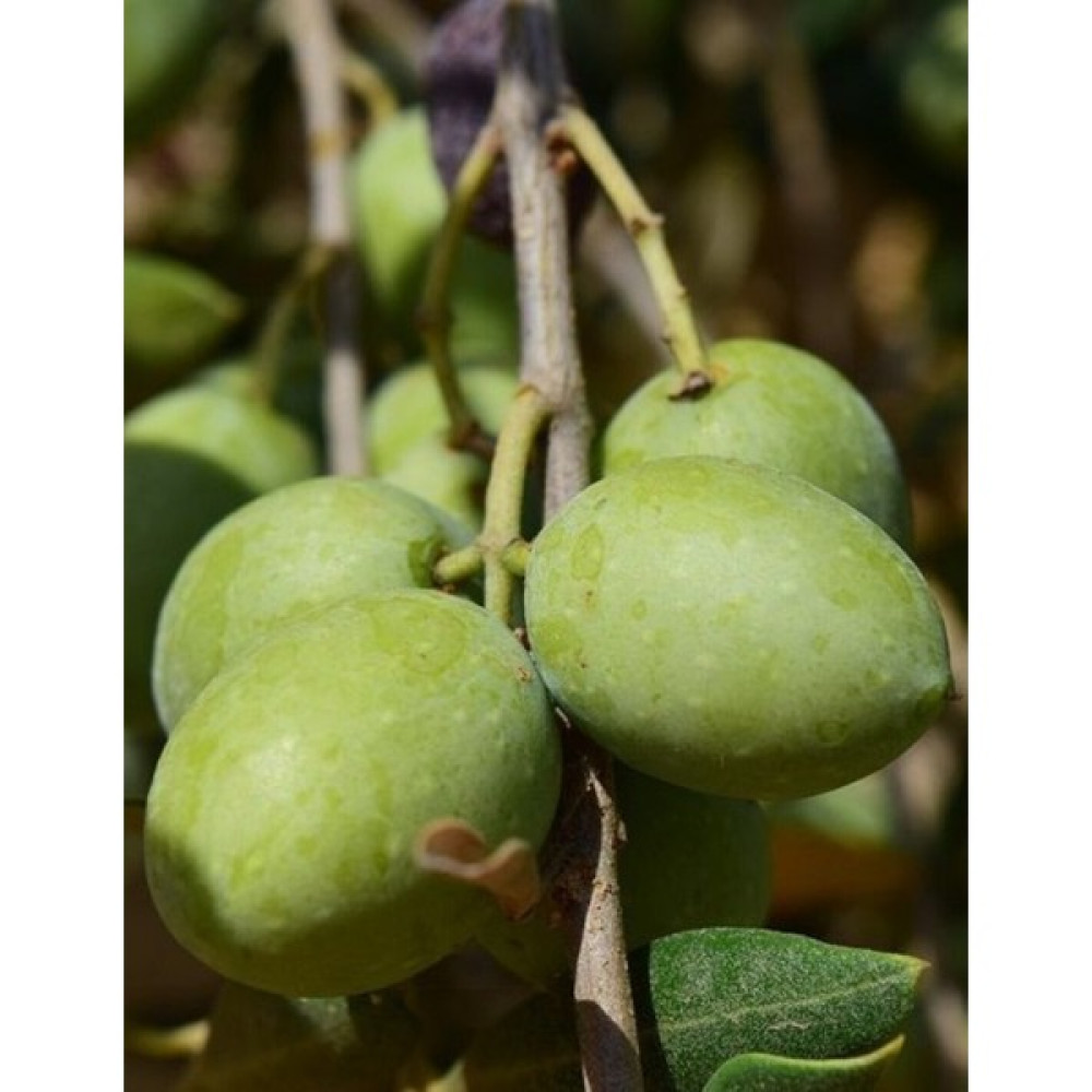 Turkuaz Fidancılık Domat Zeytin Fidanı Oto Boyaları Fiyatı