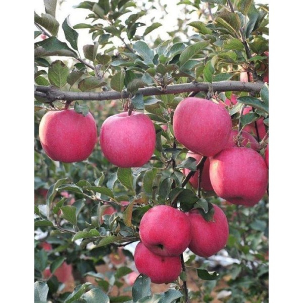 Turkuaz Fidancılık Red Fuji Elma Fidanı Fidan Fiyatı