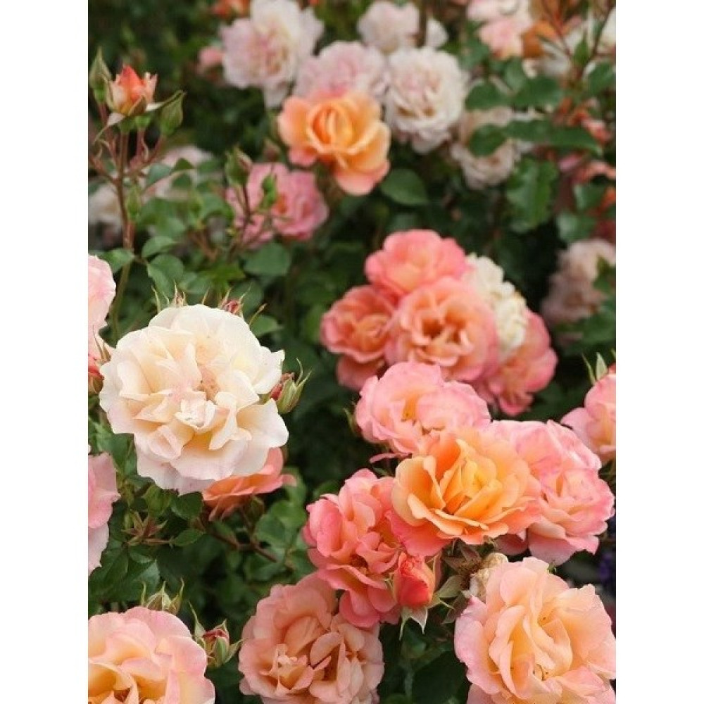 Turuncu Peyzaj Gülü Fidanı Rosa Floribunda Cubana Ithal 20 30 cm Saksıda Oto Boyaları Fiyatı