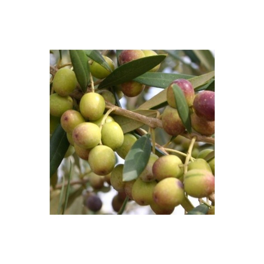 Ucuzluk Diyarı 1 Adet Arbasona ( Bodur ) Zeytin Fidanı Tüplüdür 50 60 cm Boy 1,5 Yaş Fidan Fiyatı