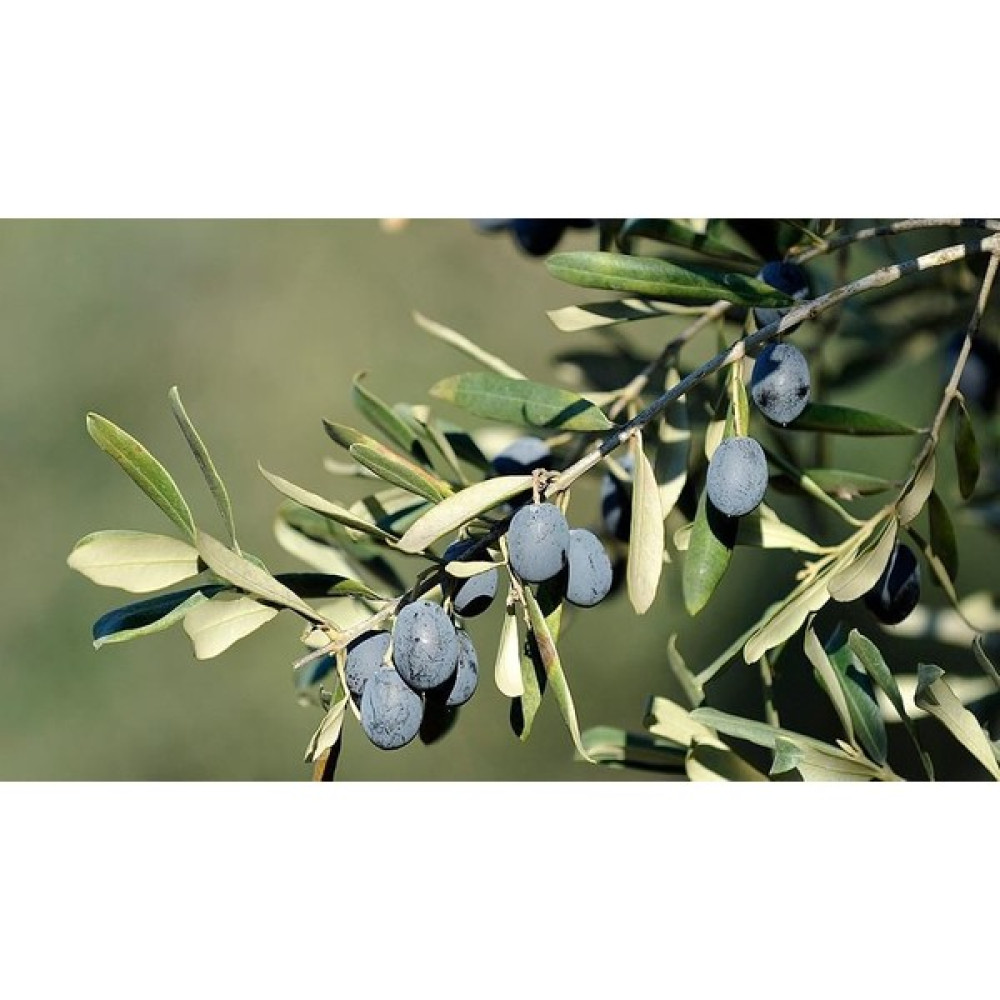 Ucuzluk Diyarı 1 Adet ( Çelebi ) Zeytin Fidanı Tüplüdür 1,5 Yaş 80-90 cm Fidan Fiyatı