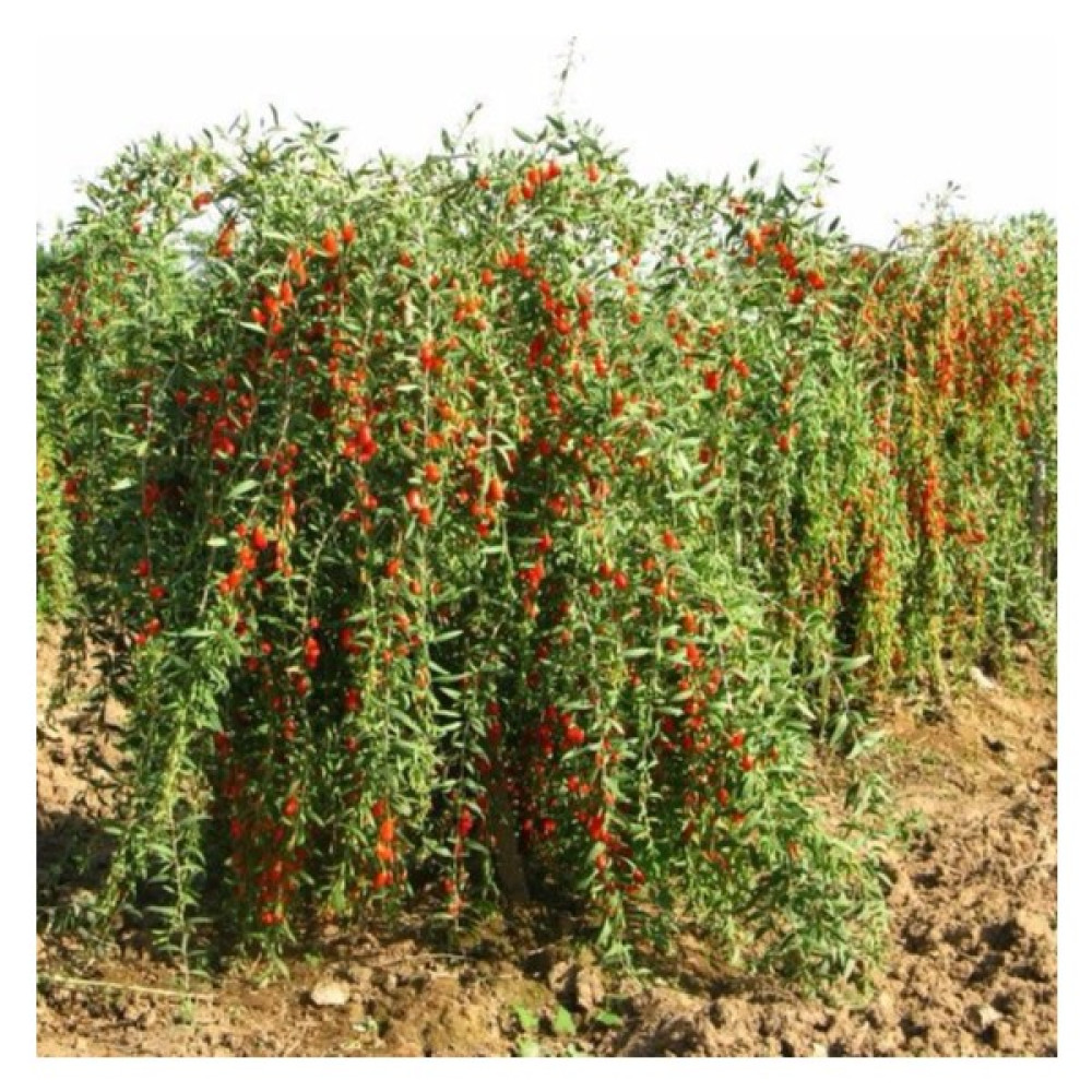 Ucuzluk Diyarı 1 Adet Goji Berry Fidanı ( Nq1 ) Saksıdadır Fidan Fiyatı