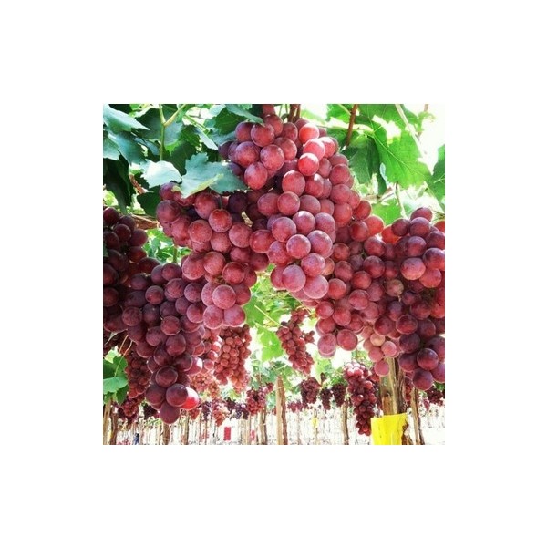Ucuzluk Diyarı Red Globe Üzüm Fidanı Tüplüdür 1,5 Yaş - Ağaç Fidanı Diğer Fiyatı