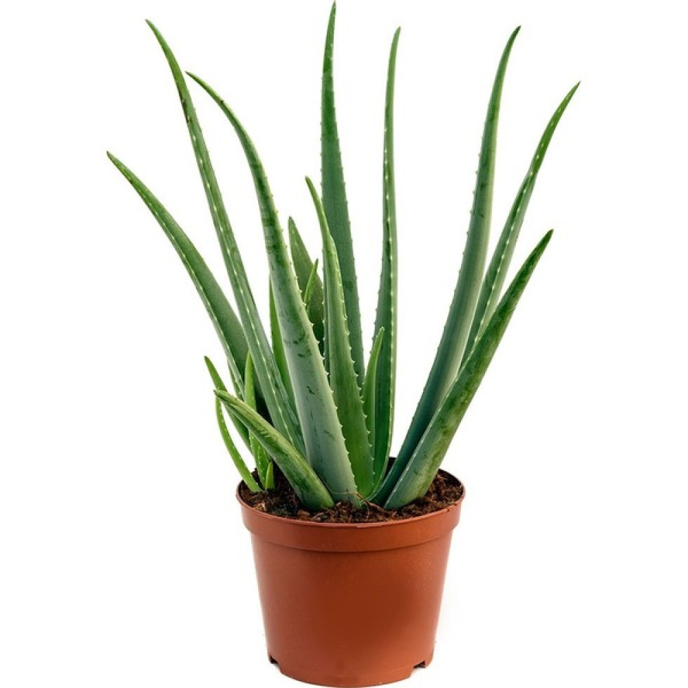 Uzay Bahçesi Uzaybahçesi Aloe Vera Bitkisi Bitki Fiyatı