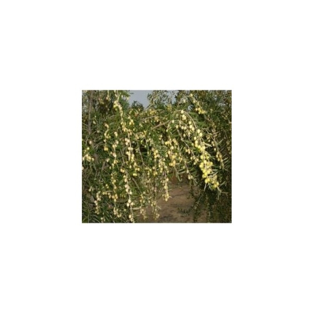 Uzay Bahçesi Yağlık / Bol Yağlı /bodur Zeytin Fidanı Arbequina Cins 30-50 cm Fidan Fiyatı