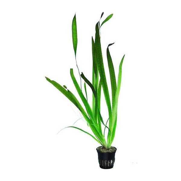 Vallisneria Gigantea Dev Saz Saksı Canlı Bitki Saksı ve Aksesuarları Fiyatı