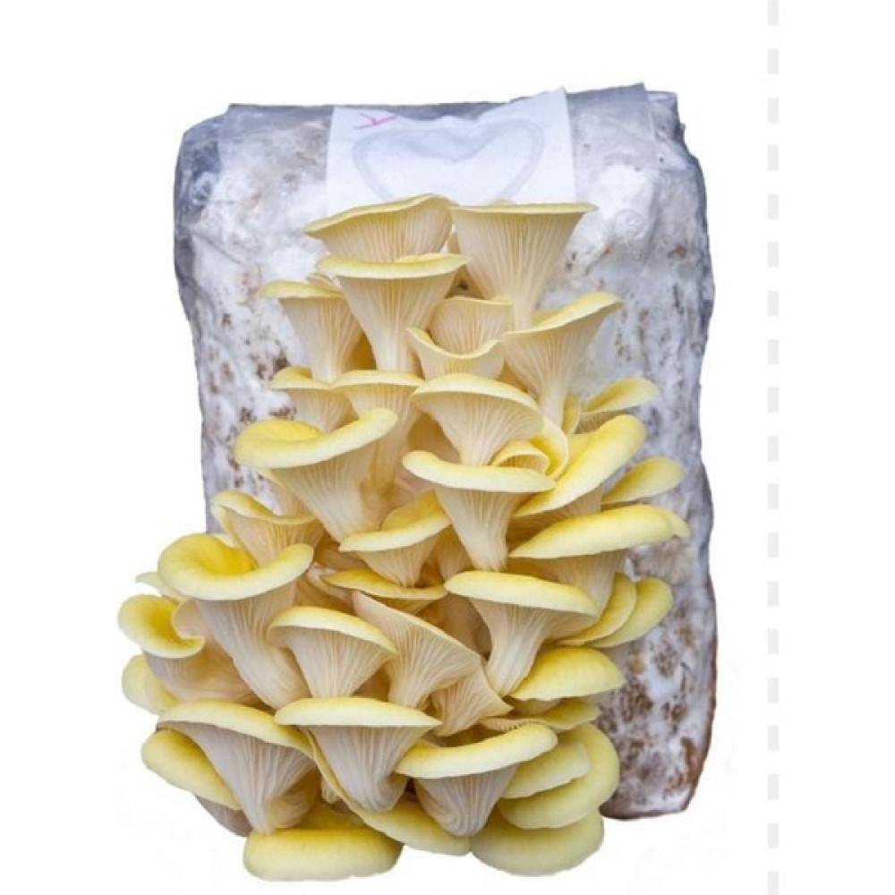 Vega Gıda Ürünleri Sarı Istiridye Mantarı Hobi Kiti - 1 kg Tohum Fiyatı