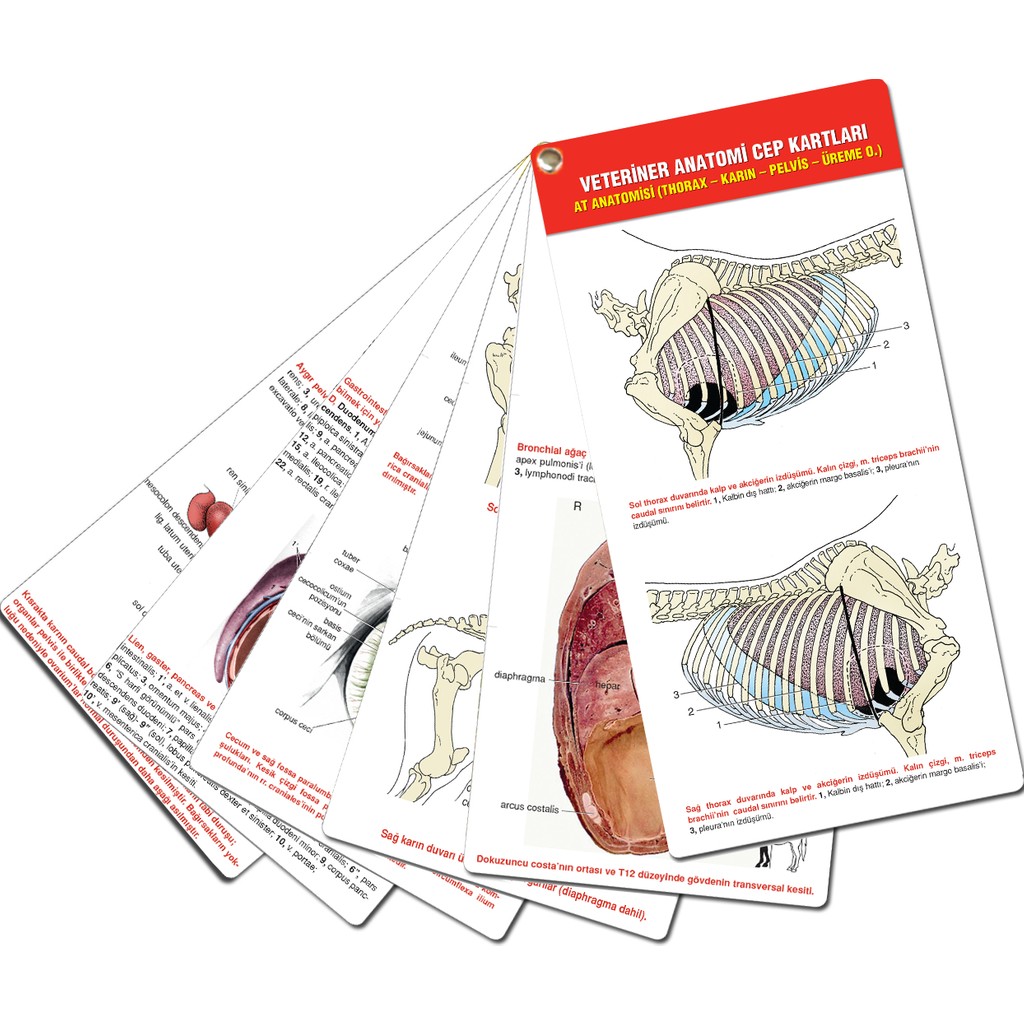 Veteriner Anatomi Cep Kartları At Anatomisi (Thorax - Karın - Pelvis - Üreme O.) Tıp Kitapları Fiyatı