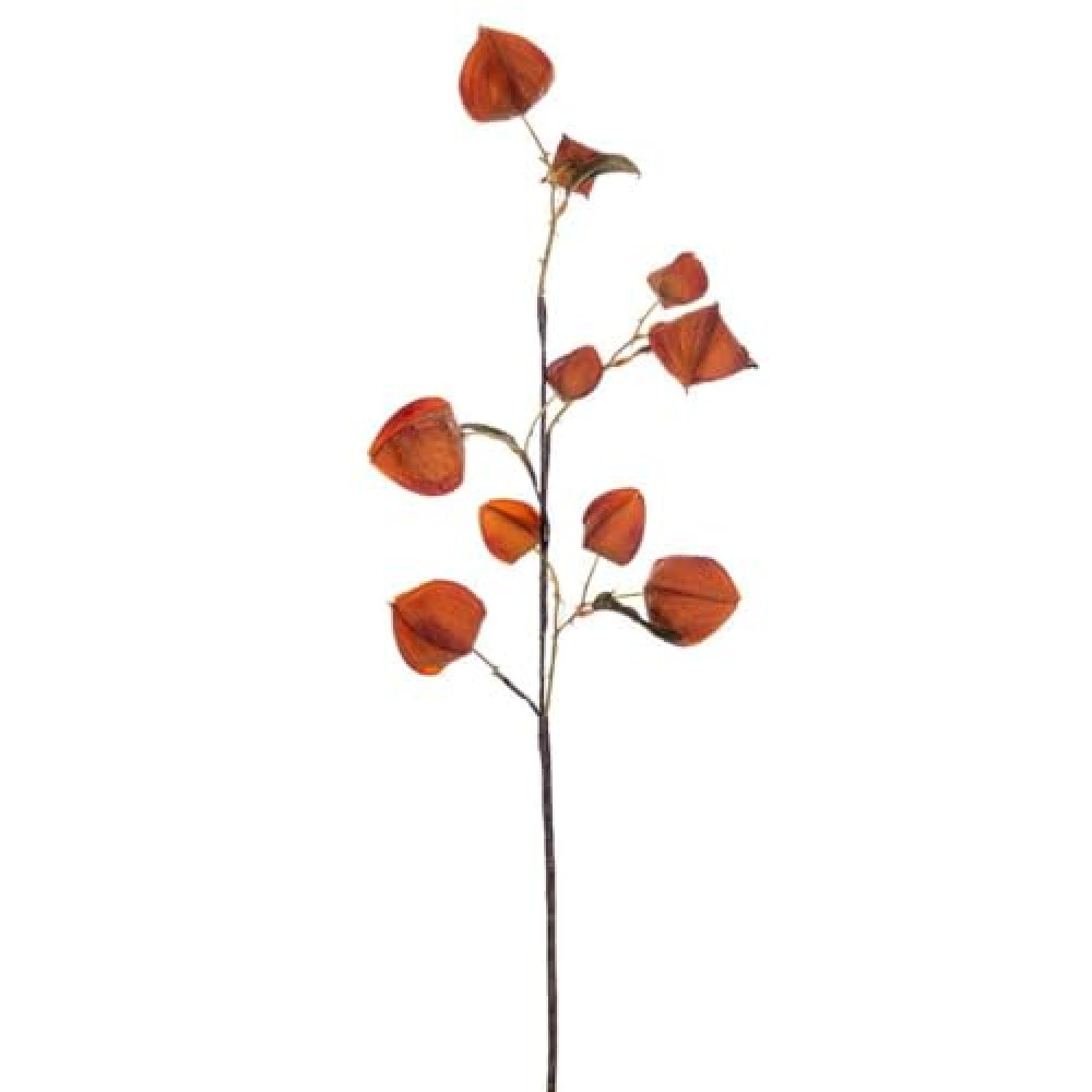 Vickerman 717608-30.5" Orange Dried Lantern Spray 2/Bag (FM220633) Home Office Picks and Sprays