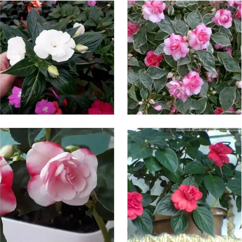 Videolu 2'li Karışık Renk Katmerli Cam Güzeli Çiçeği 10-15 cm Mini Saksıda Çiçekli Bodur Yeni Gine Saksı ve Aksesuarları Fiyatı