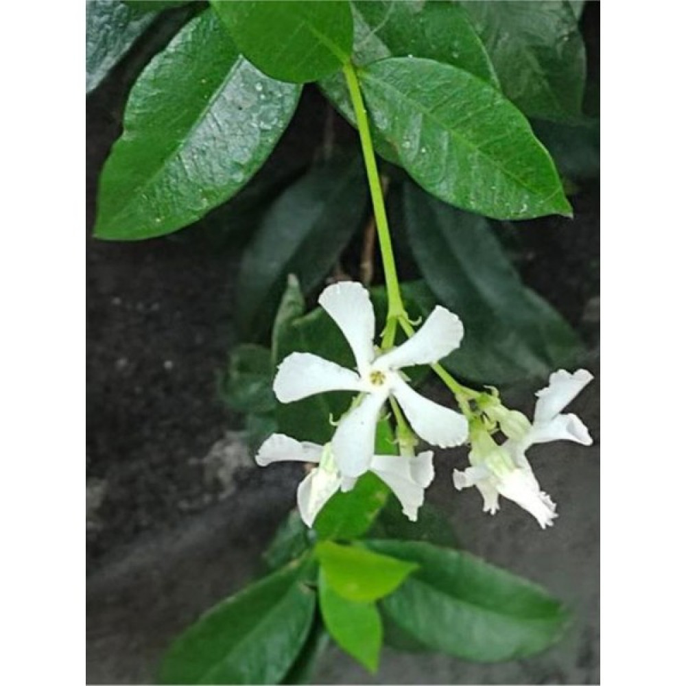 Videolu Arap Yasemin 80-100 cm Saksılı/Tüplü Dış Mekan Sarmaşık Bitkileri Arabian Jasmine Oto Boyaları Fiyatı