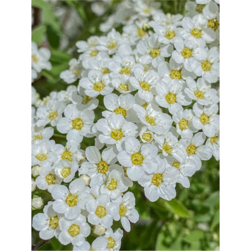 Videolu Beyaz Ispirya Çiçeği Fidan 3 Adet Saksılı/ Tüplü 50-70 cm Bahçe Bitkisi (Spirea) Oto Boyaları Fiyatı