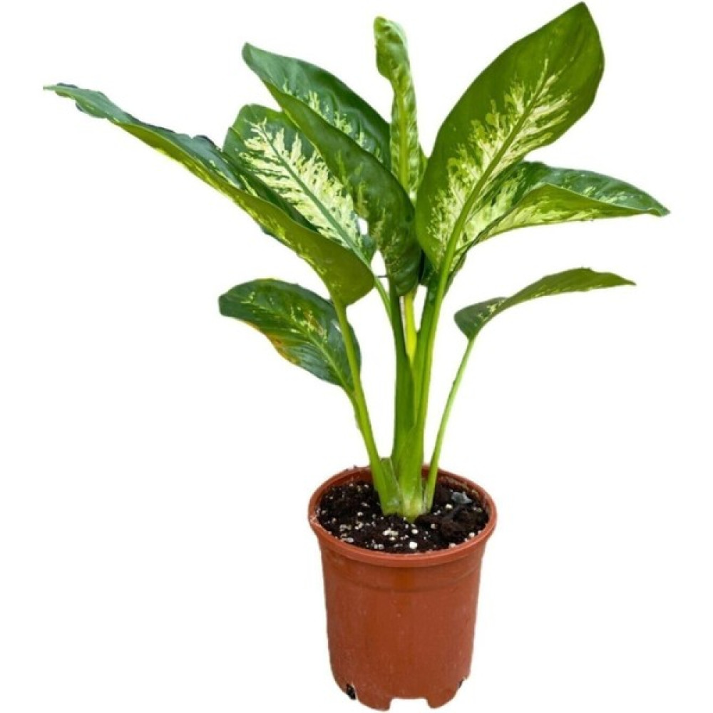 Videolu Difenbahya Bitkisi 1 Adet Saksılı 30-50 cm Salon Bitkisi (Dieffenbachia Tropical Snow ) Oto Boyaları Fiyatı