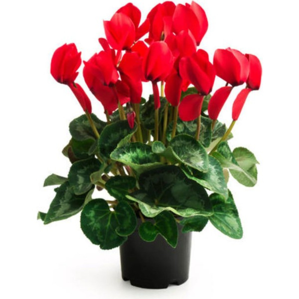 Videolu Kırmızı Renk Sıklamen Çiçeği 1 Adet Saksılı 15-25 cm Salon/ Bahçe Bitkisi (Cyclamen) Oto Boyaları Fiyatı