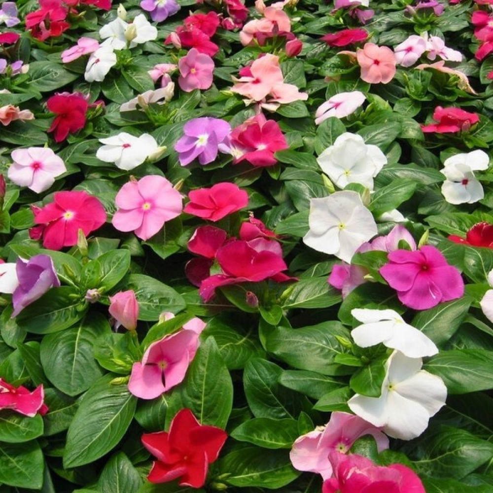 Vinca Rosea Pacifica Tohumu - Rozet Çiçeği (30 Tohum) - 1 Paket Tohum Fiyatı