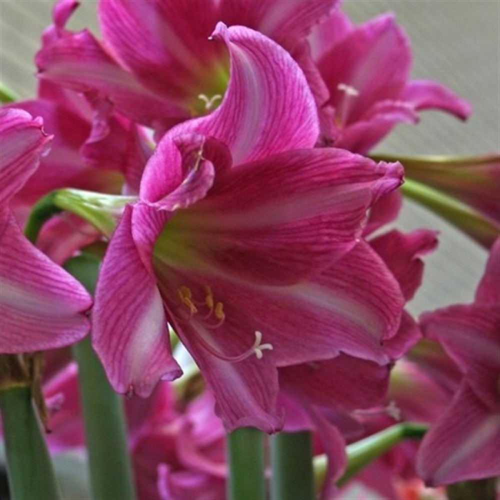 Vipfoni Hippeastrum Amarillis Soğanı 2 li Bitki Fiyatı