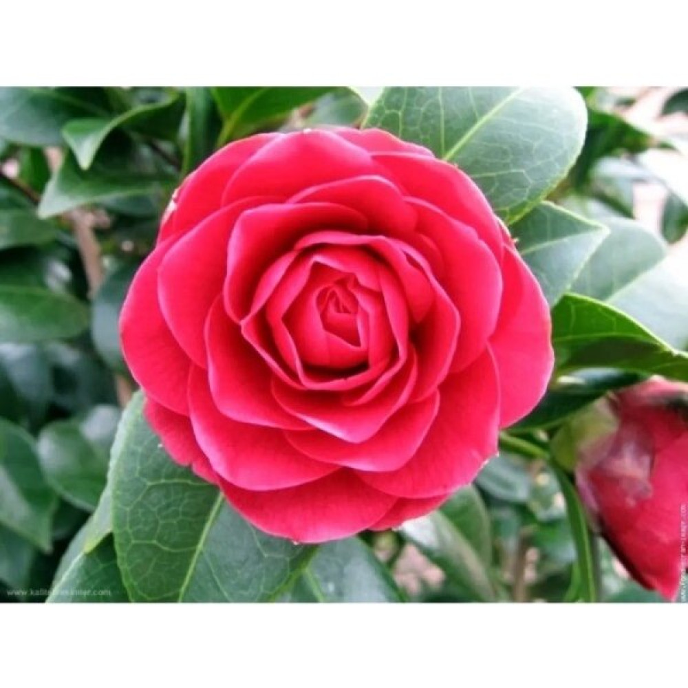 Vipfoni Kamelya (Camellia Japonica) Çiçeği Tohum - 1 Adet Tohum Fiyatı