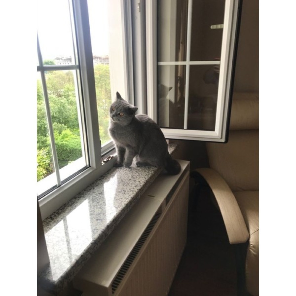 Windorwin 50 cm Alüminyum Isıyön Petek Üstü Kedi Isı Tüneği - 10 kg - 31 x 21 x 42 cm Evcil Hayvan Ürünleri Fiyatı