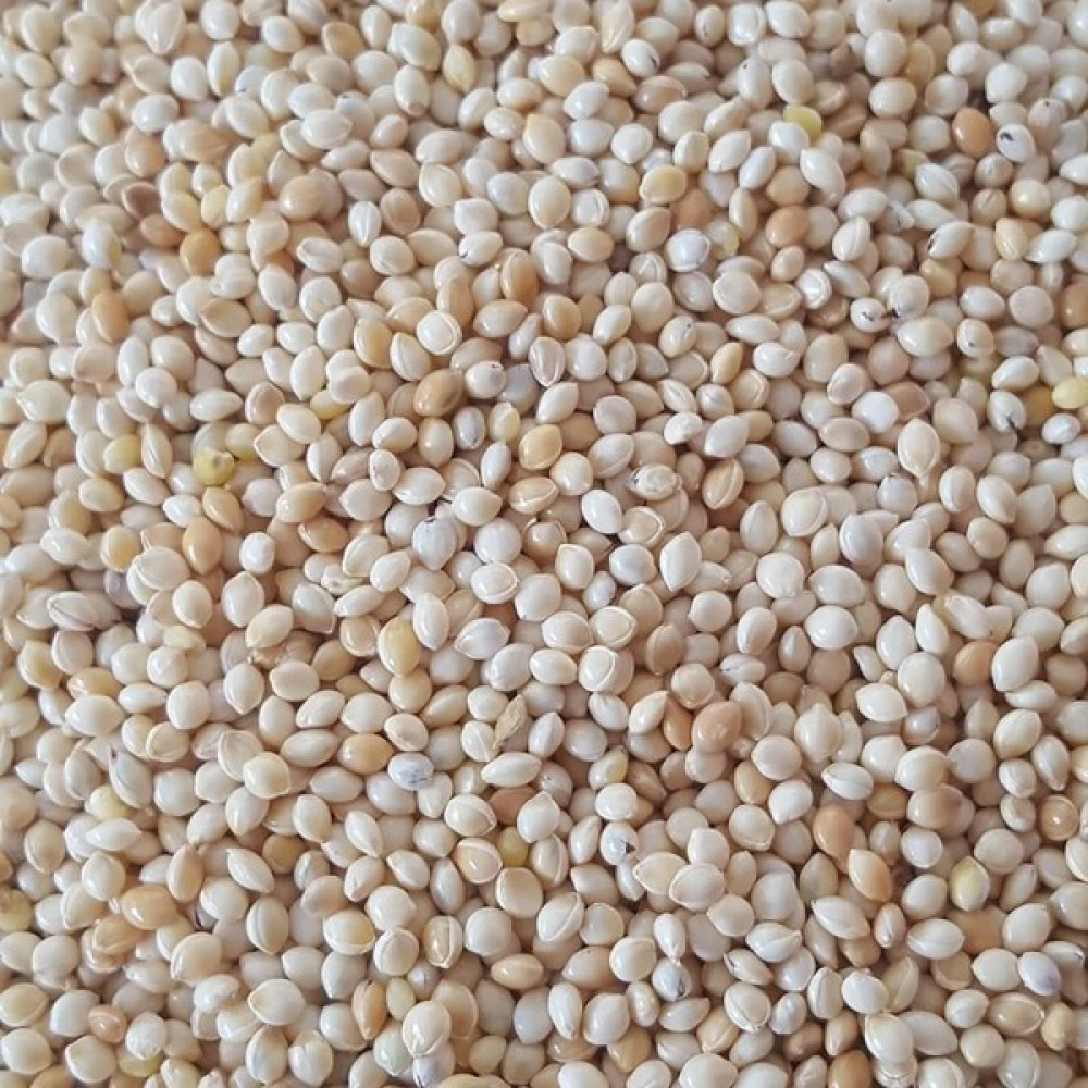Woddy Muhabbet Kuşu Yemi Sade Ak Darı 1 kg Evcil Hayvan Ürünleri Fiyatı