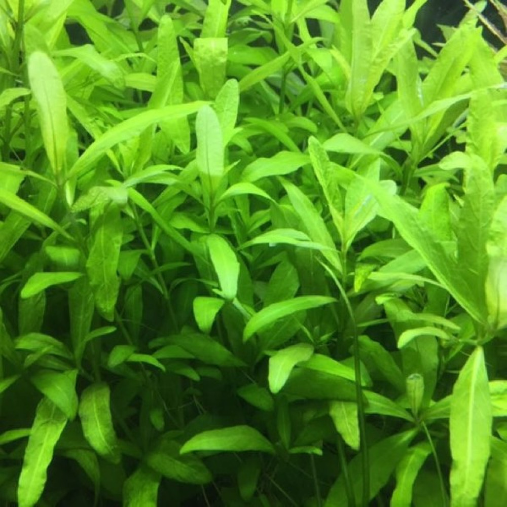 Woof Hygrophila Polysperma Zeytin Akvaryum Bitkisi 5 Dal Evcil Hayvan Ürünleri Fiyatı