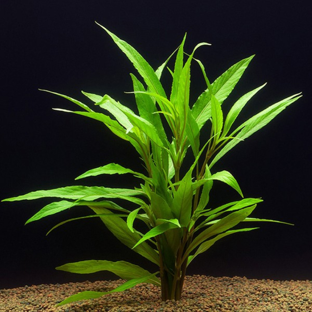 Woof Hygrophila Salicifolia Akvaryum Bitkisi 5 Dal Evcil Hayvan Ürünleri Fiyatı
