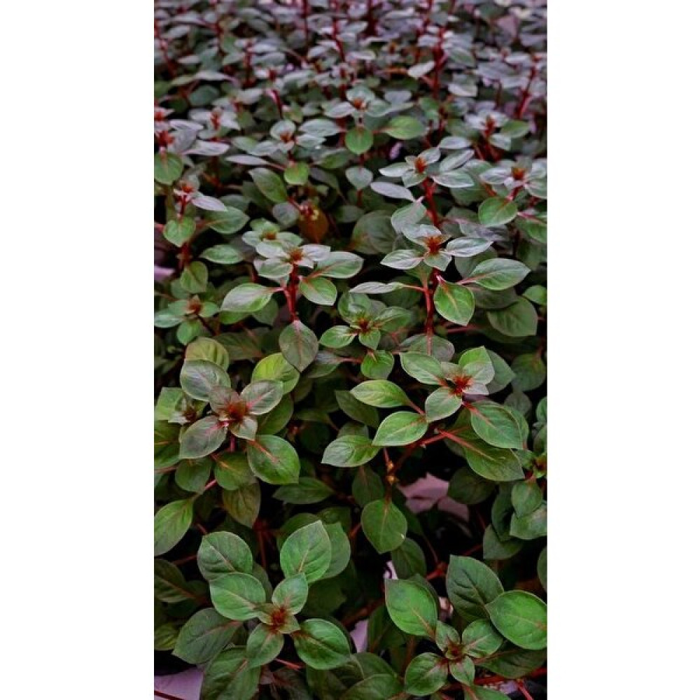 Woof  Ludwigia Repens (Gül) Akvaryum Bitkisi 5 Dal Evcil Hayvan Ürünleri Fiyatı